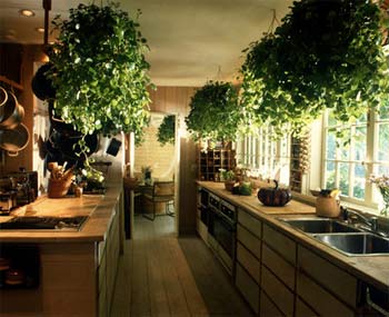 Feng Shui Kitchen with Plants