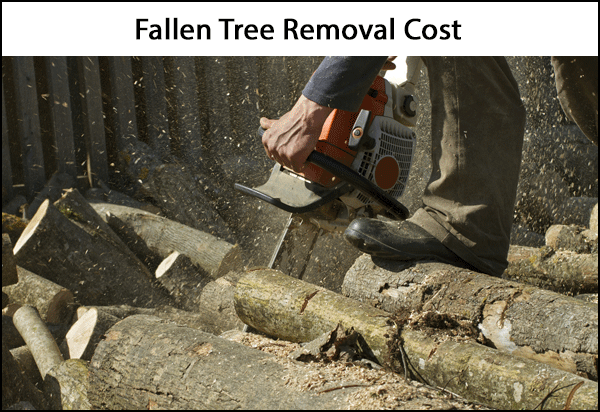 Fallen Tree Removal Cost