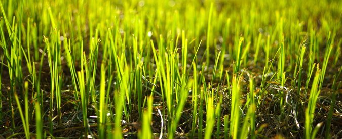 Average Lawn Fertilization Prices